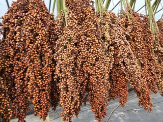 홍천산채농원님의 자유주제 · 자유게시판 작성글 사진