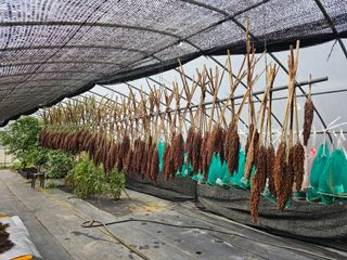 홍천산채농원님의 자유주제 · 자유게시판 작성글 사진