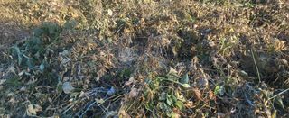 최상희님의 콩 · 영농일지 작성글 사진