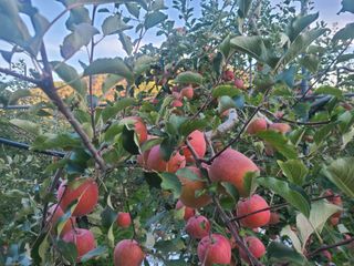 화성농원님의 사과 · 수확 작성글 사진