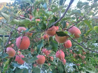 화성농원님의 사과 · 수확 작성글 사진