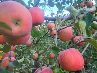 화성농원님의 사과 · 수확 작성글 사진