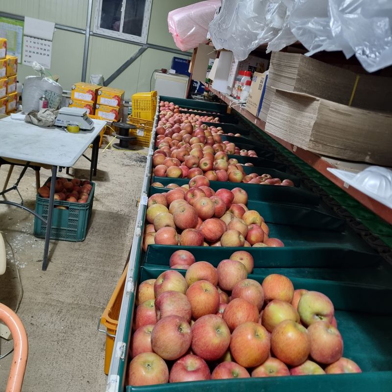 황대규님의 장터 판매 상품 [사과 부사] 첨부 사진