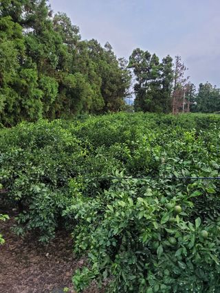 팜모닝회원백현선님의 두릅 · 일상 작성글 사진