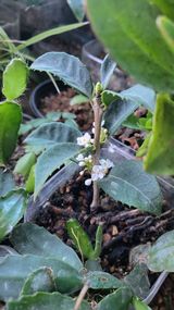 팜모닝 자유주제·자유게시판 게시글 이미지