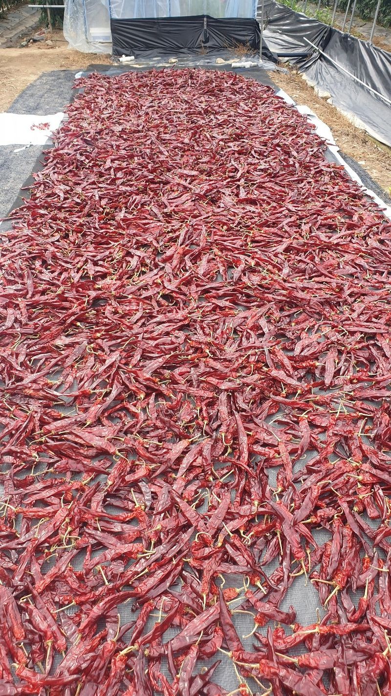 한영오님의 장터 판매 상품 [직접 농사지은 매운고추가루 팝니다] 첨부 사진