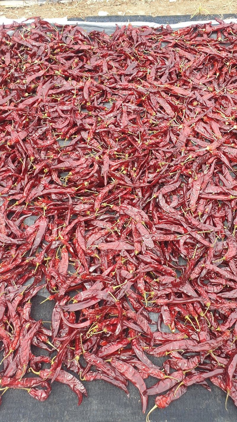 한영오님의 장터 판매 상품 [직접 농사지은 매운고추가루 팝니다] 첨부 사진