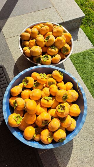 주윤발이님의 감 · 영농일지 작성글 사진