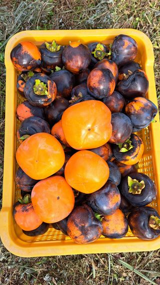 주윤발이님의 감 · 영농일지 작성글 사진