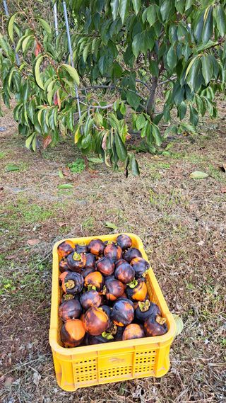 주윤발이님의 감 · 영농일지 작성글 사진