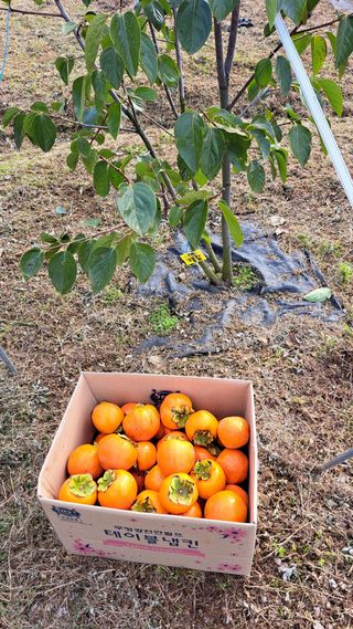주윤발이님의 감 · 영농일지 작성글 사진