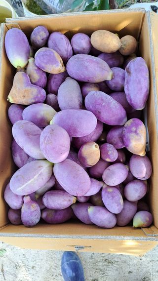 주윤발이님의 감 · 영농일지 작성글 사진