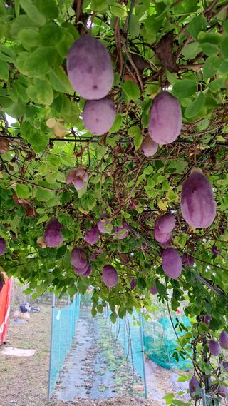 주윤발이님의 감 · 영농일지 작성글 사진