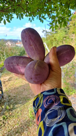 주윤발이님의 감 · 영농일지 작성글 사진