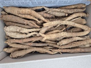 약초꾼님의 작성글 사진