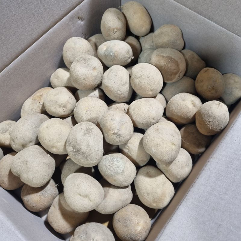 김웅래님의 장터 판매 상품 [강원도 가을 햇감자 중사이즈] 첨부 사진