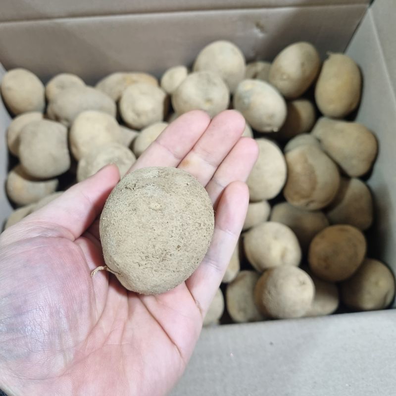 김웅래님의 장터 판매 상품 [강원도 가을 햇감자 중사이즈] 첨부 사진