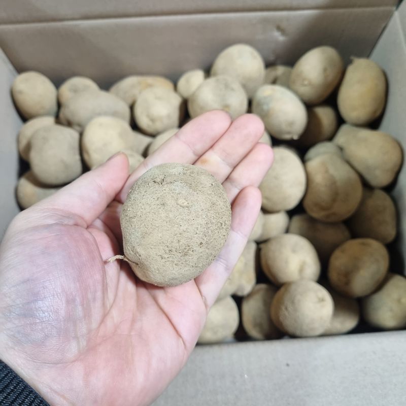 김웅래님의 장터 판매 상품 [강원도 가을 햇감자 중사이즈] 첨부 사진