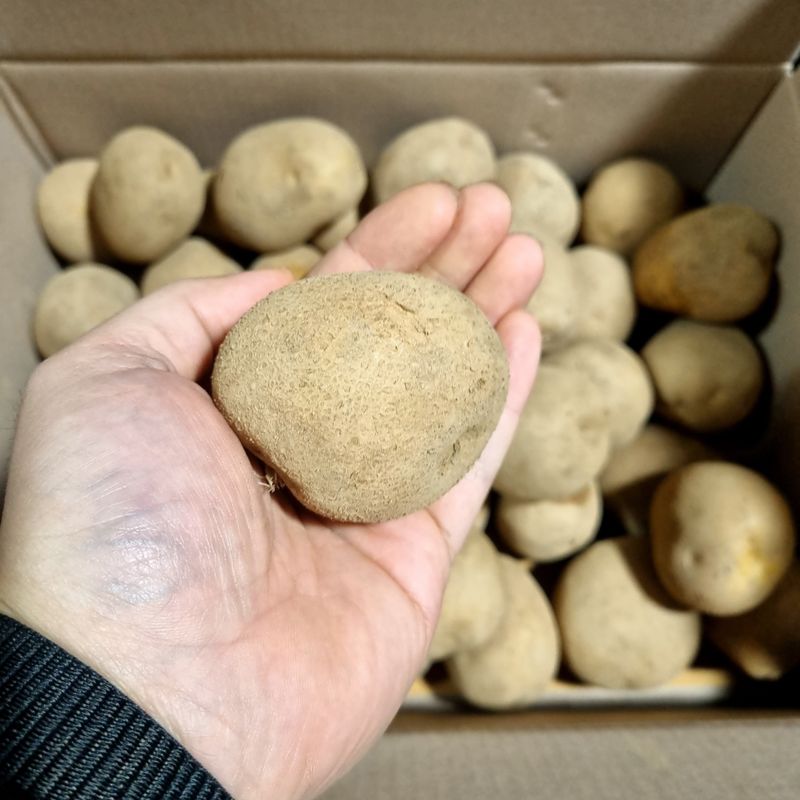 김웅래님의 장터 판매 상품 [강원도 가을 햇감자 중사이즈] 첨부 사진