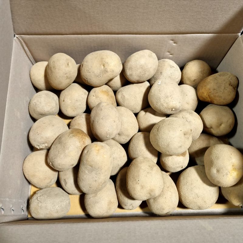 김웅래님의 장터 판매 상품 [강원도 가을 햇감자 중사이즈] 첨부 사진