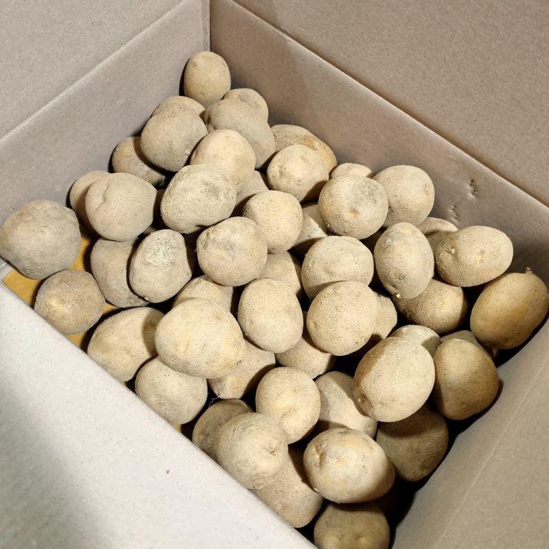 김웅래님의 장터 판매 상품 [강원도 가을 햇감자 중사이즈] 첨부 사진