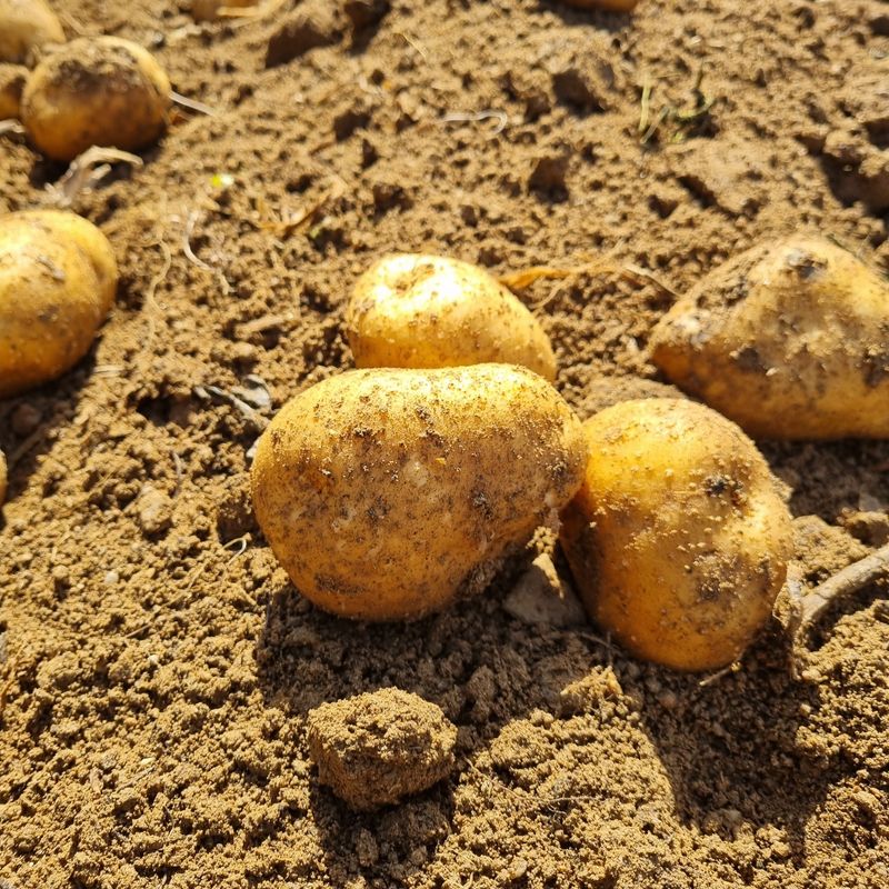 김웅래님의 장터 판매 상품 [강원도 고랭지 포슬 햇감자 10kg] 첨부 사진