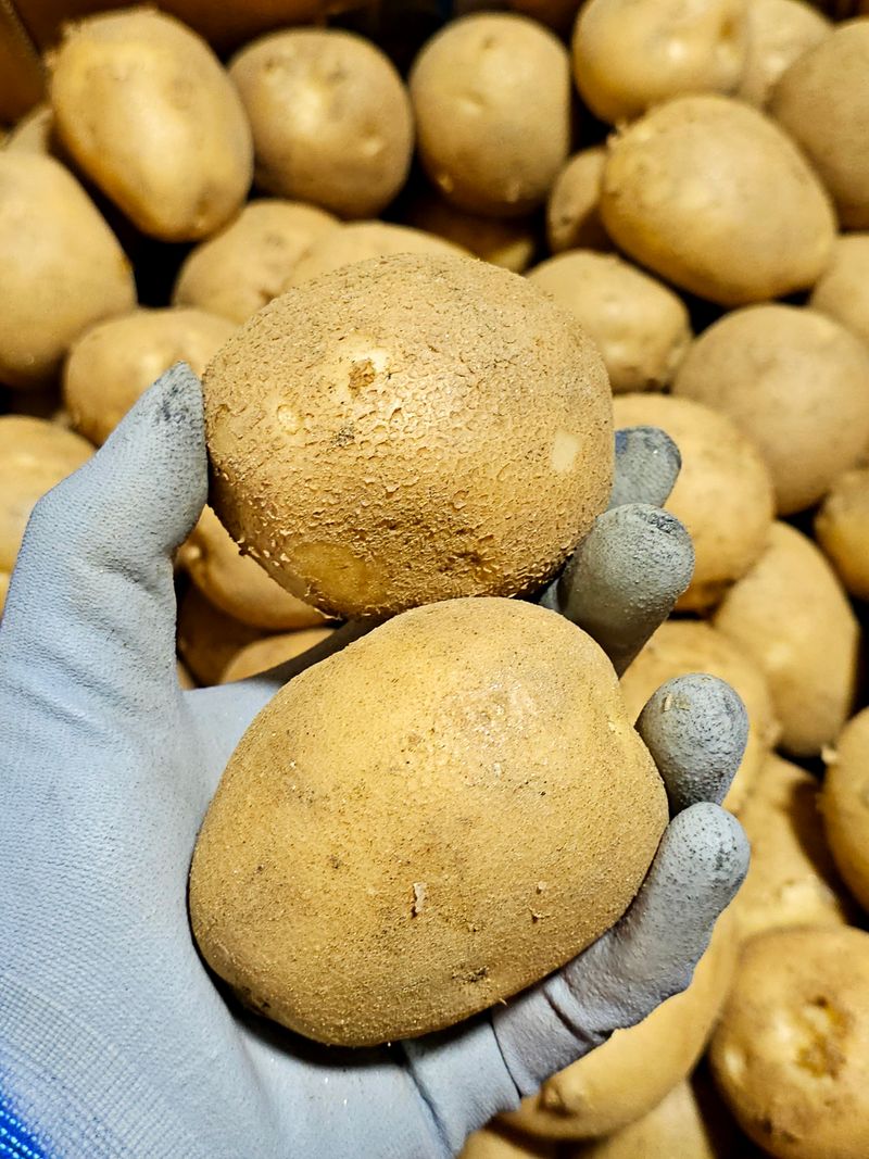 김웅래님의 장터 판매 상품 [강원도 고랭지 포슬 햇감자 10kg] 첨부 사진