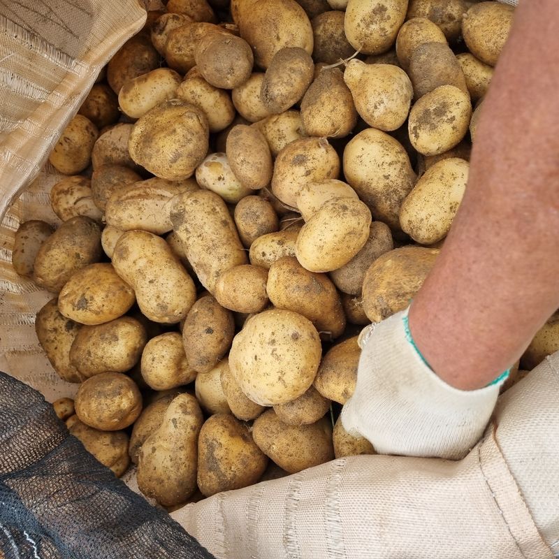 김웅래님의 장터 판매 상품 [강원도 고랭지 포슬 햇감자 10kg] 첨부 사진