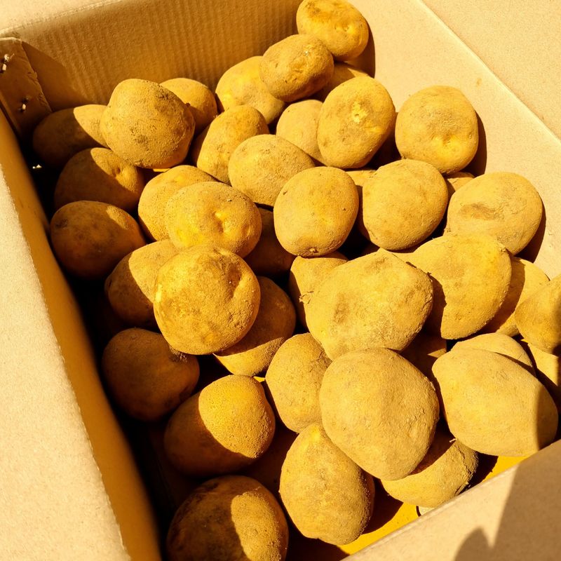 김웅래님의 장터 판매 상품 [강원도 고랭지 포슬 햇감자 10kg] 첨부 사진