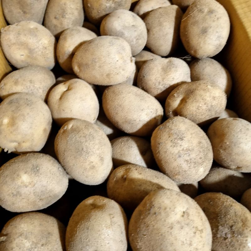 김웅래님의 장터 판매 상품 [강원도 고랭지 포슬 햇감자 10kg] 첨부 사진