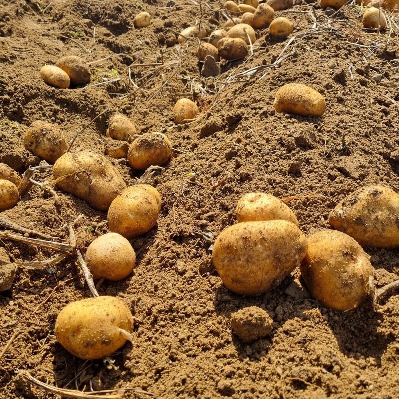 김웅래님의 장터 판매 상품 [강원도 고랭지 포슬 햇감자 10kg] 첨부 사진