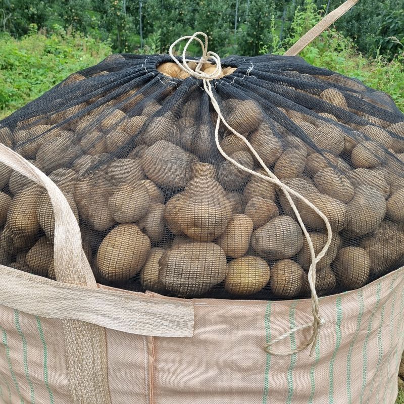 김웅래님의 장터 판매 상품 [강원도 고랭지 포슬 햇감자 10kg] 첨부 사진