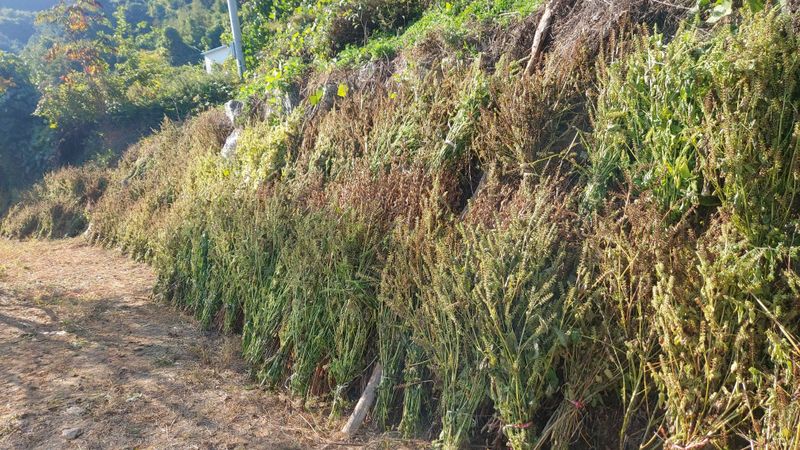 금익수님의 장터 판매 상품 [토종들깨 7kg] 첨부 사진