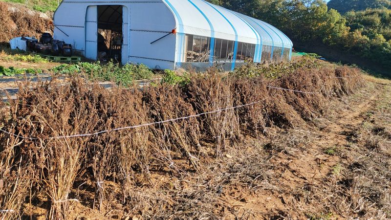 금익수님의 장터 판매 상품 [토종들깨 7kg] 첨부 사진