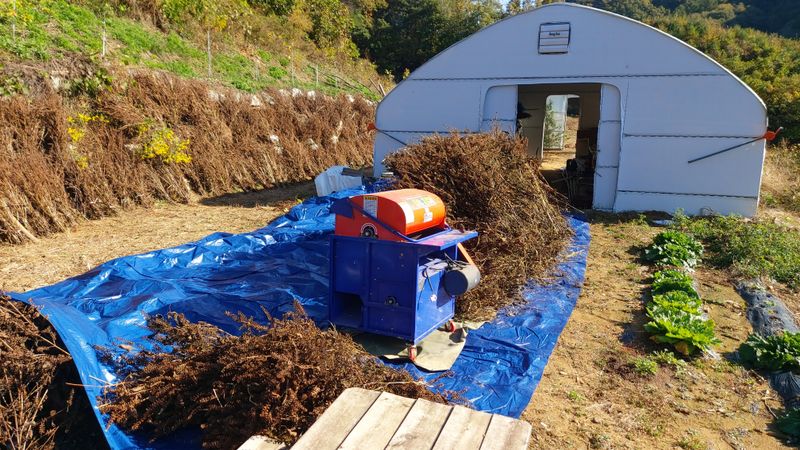 금익수님의 장터 판매 상품 [토종들깨 7kg] 첨부 사진