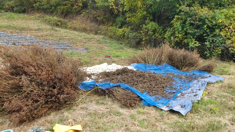 금익수님의 장터 판매 상품 [토종들깨 7kg] 첨부 사진