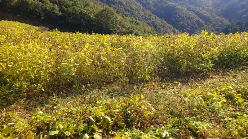 장터 상품 [토종들깨 7kg] 썸네일