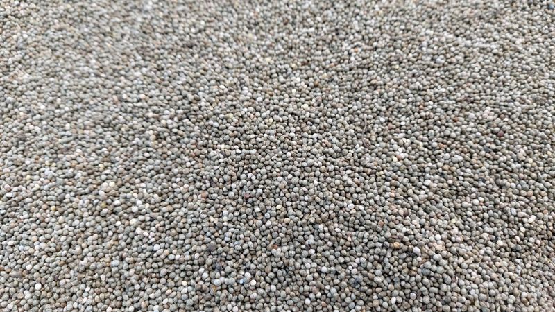 금익수님의 장터 판매 상품 [토종들깨 7kg] 첨부 사진