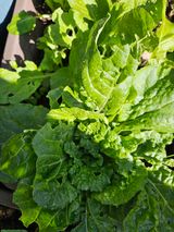 팜모닝 배추·영농일지 게시글 이미지