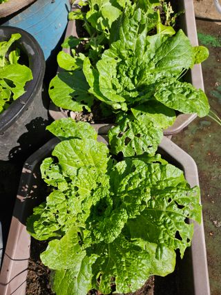 강류담15632님의 배추 · 영농일지 작성글 사진