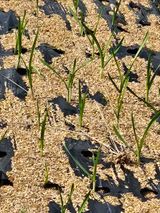 팜모닝 마늘·영농일지 게시글 이미지