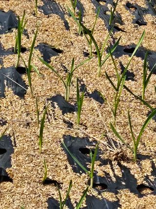 메추라기님의 마늘 · 영농일지 작성글 사진