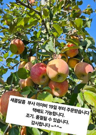 조균원님의 사과 · 영농일지 작성글 사진