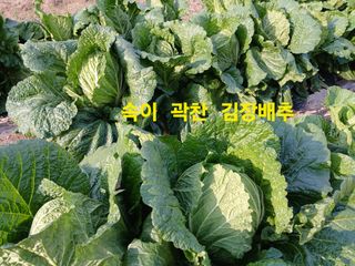 안승호님의 파 · 영농일지 작성글 사진