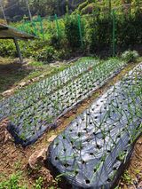 팜모닝 마늘·영농일지 게시글 이미지