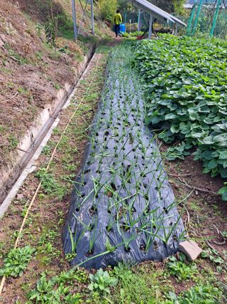 정자형님의 마늘 · 영농일지 작성글 사진