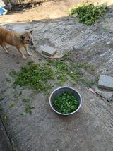 팜모닝 고추·영농일지 게시글 이미지