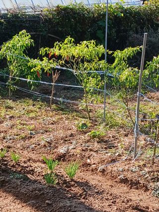 양배추15020님의 고추 · 영농일지 작성글 사진