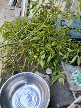 양배추15020님의 고추 · 영농일지 작성글 사진