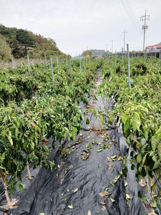 양배추15020님의 고추 · 영농일지 작성글 사진